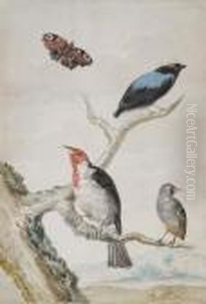 Study Of Three Birds And A Butterfly Oil Painting by Aert Schouman