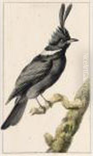 A Malay Jay Oil Painting by Aert Schouman