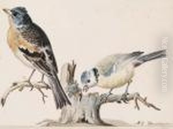 A Jay And A Bullfinch On Branches Oil Painting by Aert Schouman