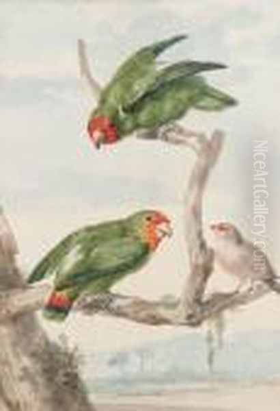 Two Green Parakeet And A Brazilian Robin Perching On A Tree Oil Painting by Aert Schouman