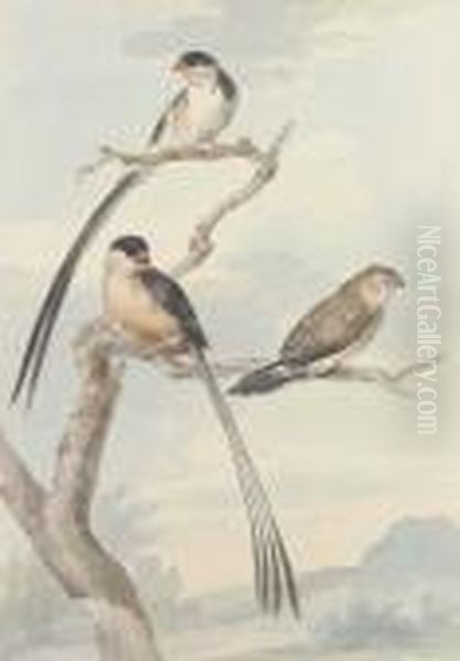 Two Long-tailed Tits And A Bunting Oil Painting by Aert Schouman