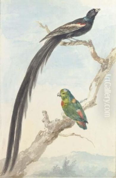 A Bird Of Paradise And A Parokeet Oil Painting by Aert Schouman