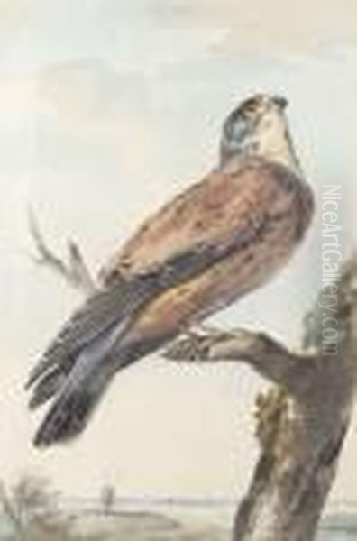 A Kestrel Perching On A Branch, A Windmill Beyond Oil Painting by Aert Schouman