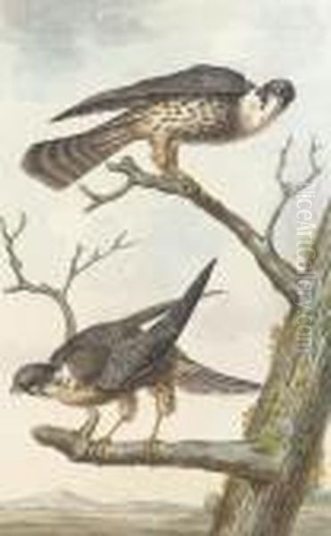 Two Merlins Perching On A Tree Oil Painting by Aert Schouman