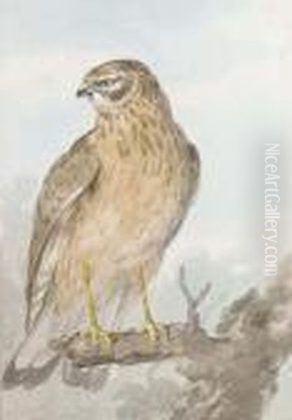 An Sparrowhawk On A Branch, Looking To The Left Oil Painting by Aert Schouman