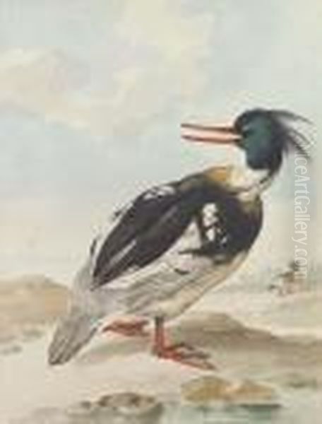 A Merganser Standing On Rocks With Another Behind Oil Painting by Aert Schouman