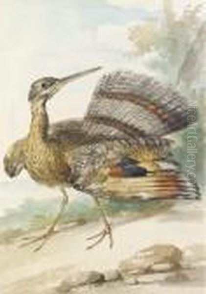 A Sun Bittern Displaying Oil Painting by Aert Schouman