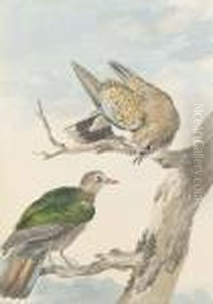 Two Turtle Doves On A Tree Oil Painting by Aert Schouman