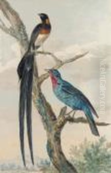 A Whydah Bird And A Continga Oil Painting by Aert Schouman