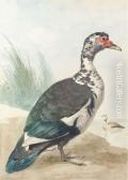 A West Indian Goose By A Pond Oil Painting by Aert Schouman