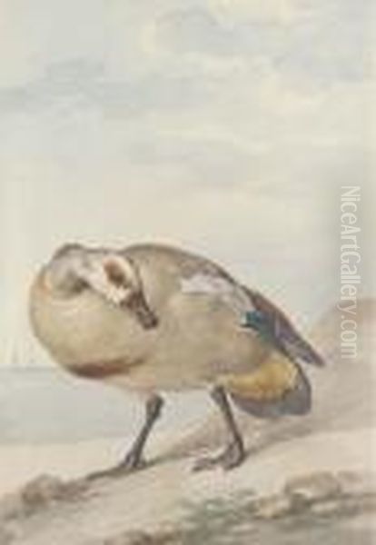 An Egyptian Goose On The Shore Oil Painting by Aert Schouman