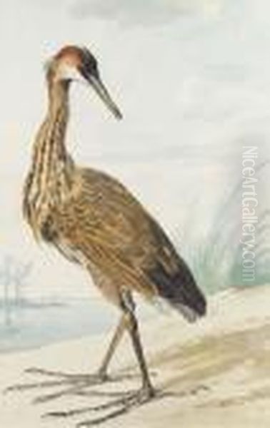 A Purple Heron On A Sand Bank Oil Painting by Aert Schouman