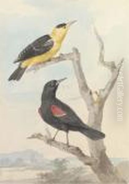 Two Exotic Birds On A Tree Oil Painting by Aert Schouman