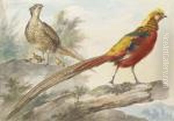 A Golden Pheasant Standing On A Log With A Female Pheasant And Herchicks Behind Oil Painting by Aert Schouman