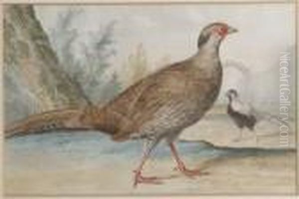 Two Silver Pheasants In A Garden Oil Painting by Aert Schouman