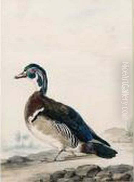 A Duck Oil Painting by Aert Schouman