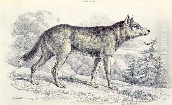 Lyciscus cagottis Mexican Coyote 1845, plate 6 from Vol 4 of Sir William Jardines The Naturalists Library, pub. 1833-45 Oil Painting by Colonel H. Smith