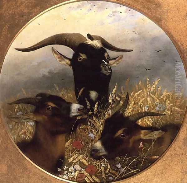 Goats in a Cornfield Oil Painting by William Strutt