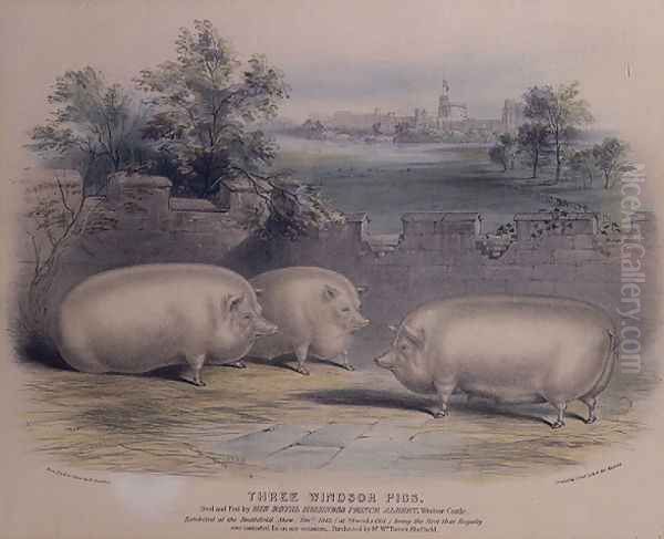 Three prize pigs bred by Prince Albert at Windsor Castle,engraved by H. Stafford fl.1829 1843, Oil Painting by H. Strafford