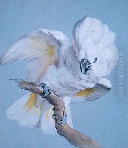 A Great White Crested Cockatoo Oil Painting by Aert Schouman