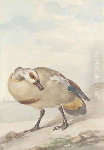 An Egyptian Goose on the shore Oil Painting by Aert Schouman