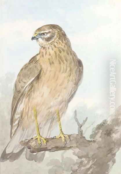 An Sparrowhawk on a branch, looking to the left Oil Painting by Aert Schouman