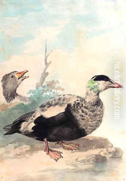 Eider ducks looking to the right at the edge of a pond Oil Painting by Aert Schouman