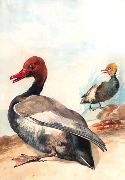 Red-crested porchard with Juvenile looking to the left at the water's edge, a sailing-boat in the background Oil Painting by Aert Schouman