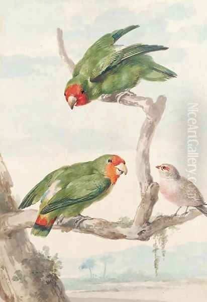 Two green parakeet and a Brazilian robin perching on a tree Oil Painting by Aert Schouman