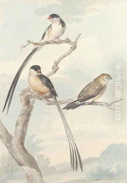 Two long-tailed tits and a bunting Oil Painting by Aert Schouman