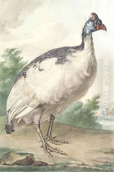 A Guineafowl Oil Painting by Aert Schouman