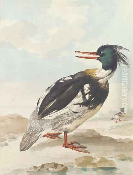 A Merganser standing on rocks with another behind Oil Painting by Aert Schouman