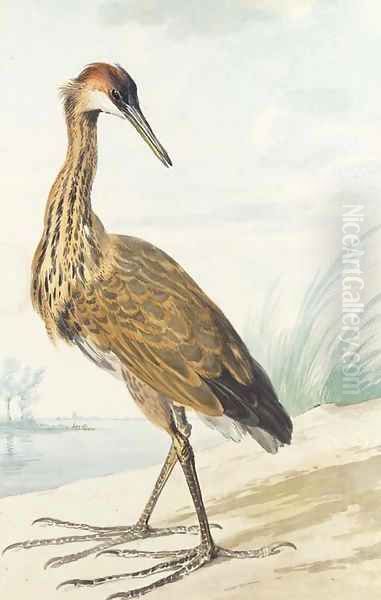 A Purple Heron on a sand bank Oil Painting by Aert Schouman