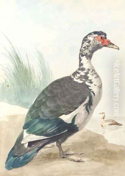 A West Indian goose by a pond Oil Painting by Aert Schouman