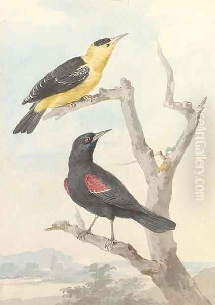 Two exotic birds on a tree Oil Painting by Aert Schouman