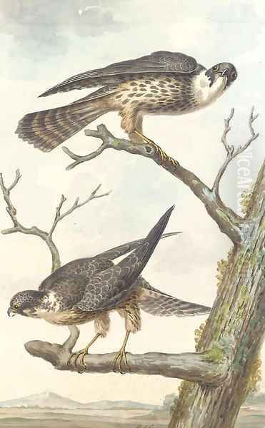 Two Merlins perching on a tree Oil Painting by Aert Schouman