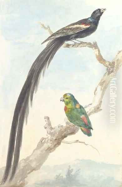 A Bird of paradise and a Parokeet Oil Painting by Aert Schouman