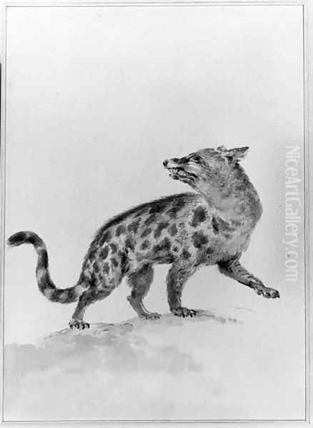 A Civet, looking backwards Oil Painting by Aert Schouman