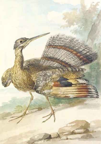 A Sun Bittern displaying Oil Painting by Aert Schouman