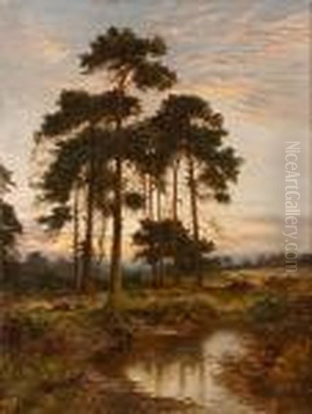 A Grove Of Trees At Sunset Oil Painting by Daniel Sherrin