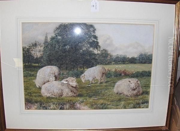 Sheep In A Meadow Oil Painting by Daniel Sherrin