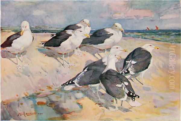 Black-backed Gulls, illustration from Wildfowl and Waders Oil Painting by Frank Southgate