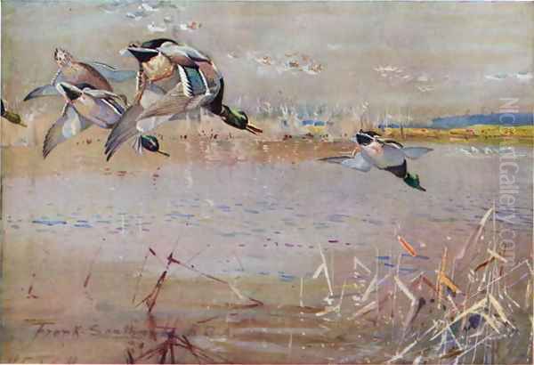 Mallards chased by a hawk, illustration from Wildfowl anf Waders Oil Painting by Frank Southgate