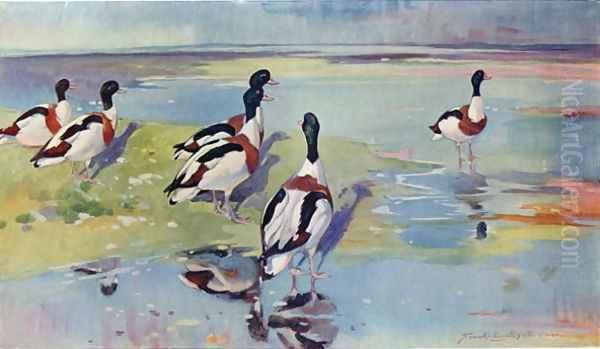 Shelducks on the Flats, illustration from Wildfowl and Waders Oil Painting by Frank Southgate