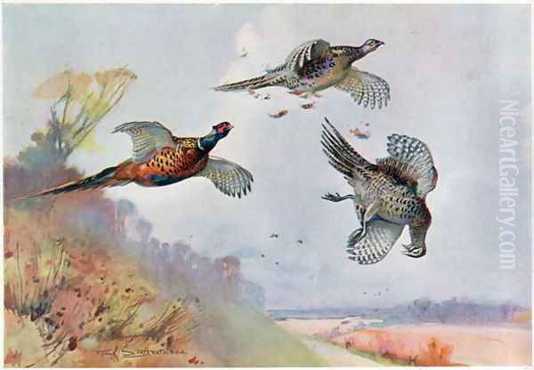 High Pheasants, illustration from Wildfowl and Waders Oil Painting by Frank Southgate