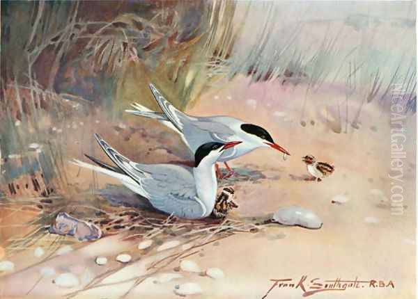 Common Tern, illustration from Wildfowl and Waders Oil Painting by Frank Southgate