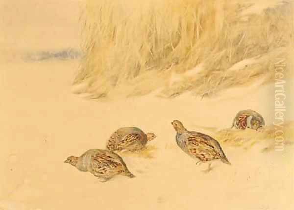 Partridges before a bed of reeds Oil Painting by Frank Southgate