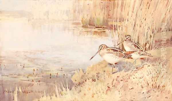 Snipe Oil Painting by Frank Southgate