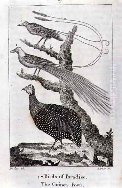 Birds of Paradise and a Guinea Fowl, from A History of the Earth and Animated Nature, by Oliver Goldsmith, published in London, 1816 Oil Painting by Jacques de Seve