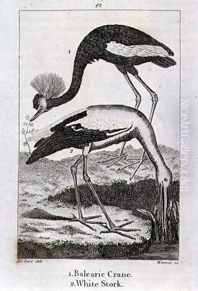 Balearic Crane and White Stork, from History of the Earth and Animated Nature, by Oliver Goldsmith, published in London, 1816 Oil Painting by Jacques de Seve